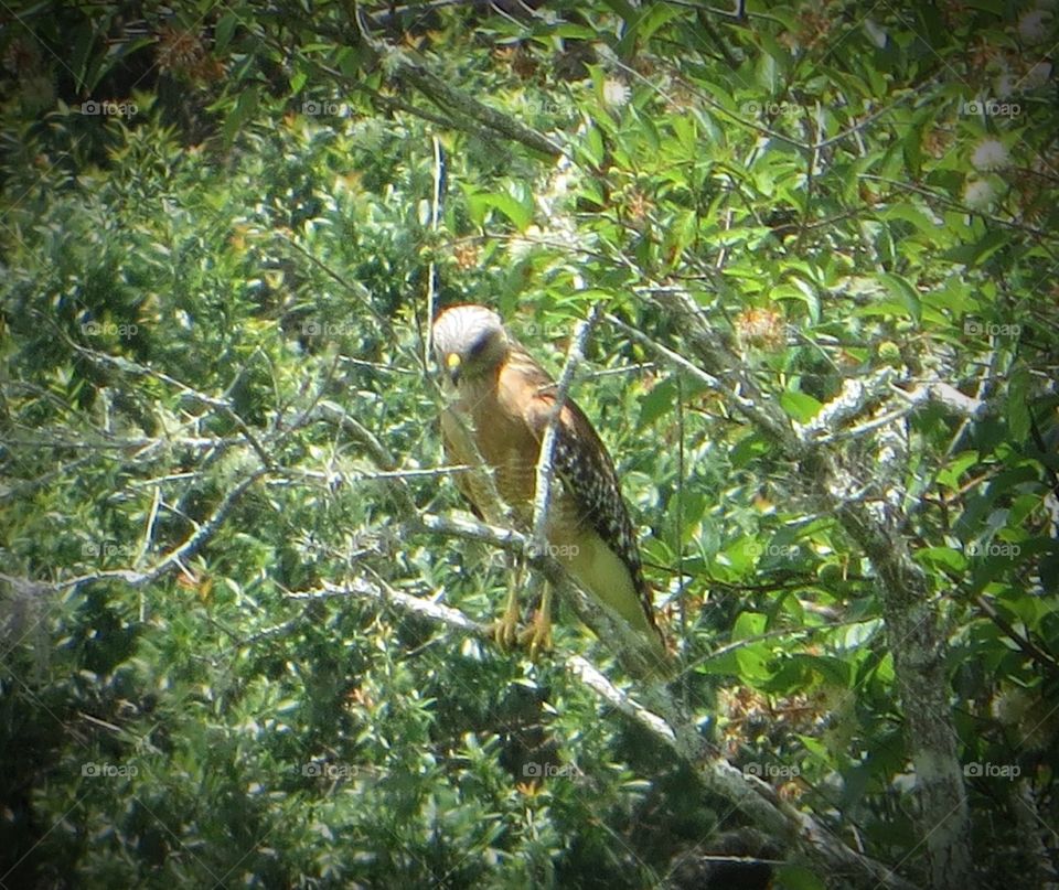 snail kite hawk