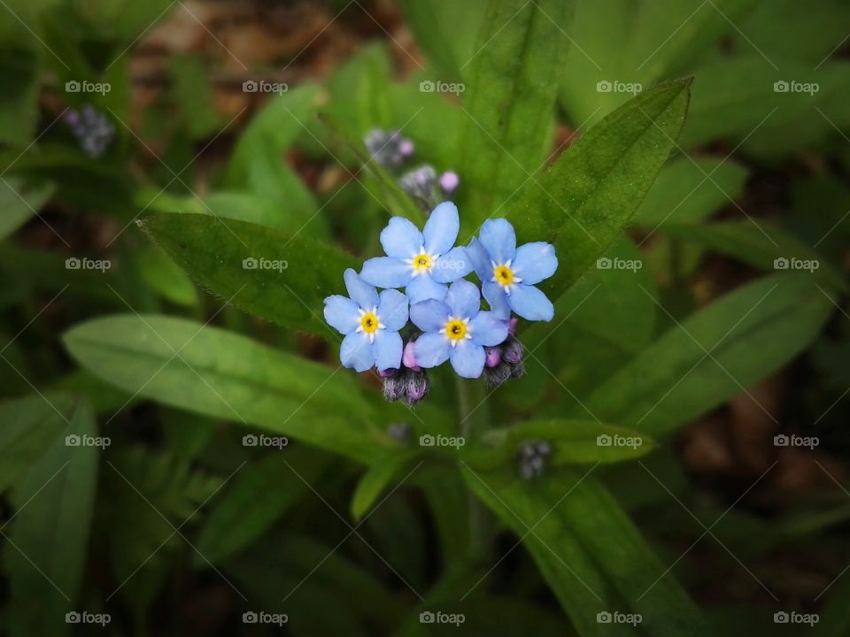 Elevated view of violet wildflowers