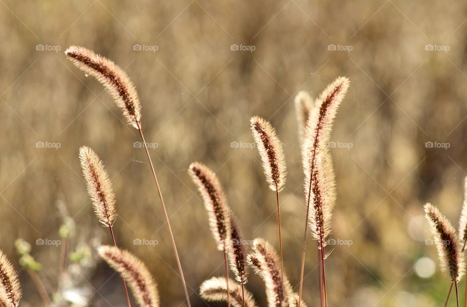 Dried Blue Grama grass in autumn