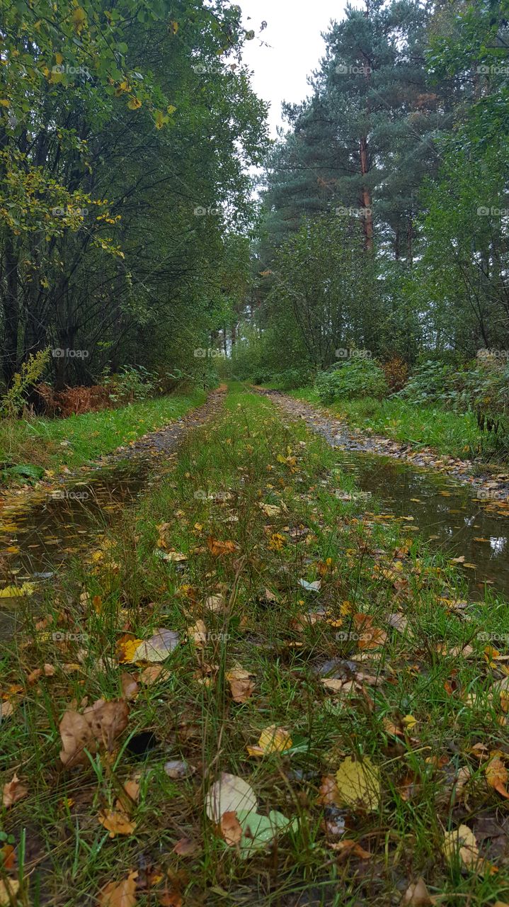 Autumn, wet small forest road - liten väg skog