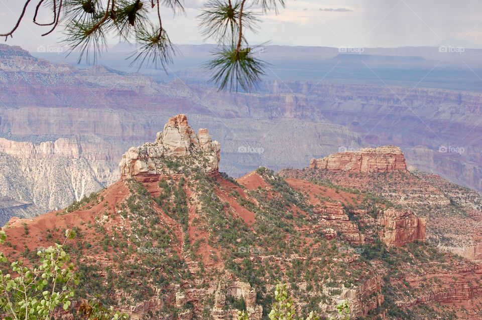 North Rim Framed In Pine
