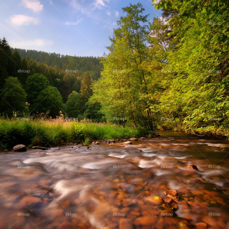 German Forests