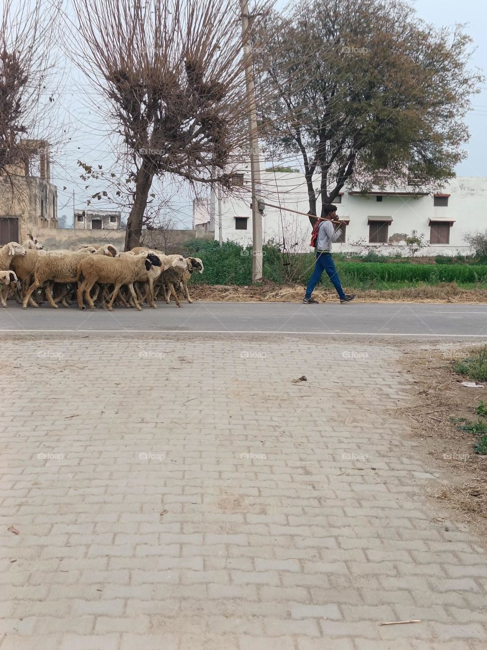 a herd of sheeps and goat.