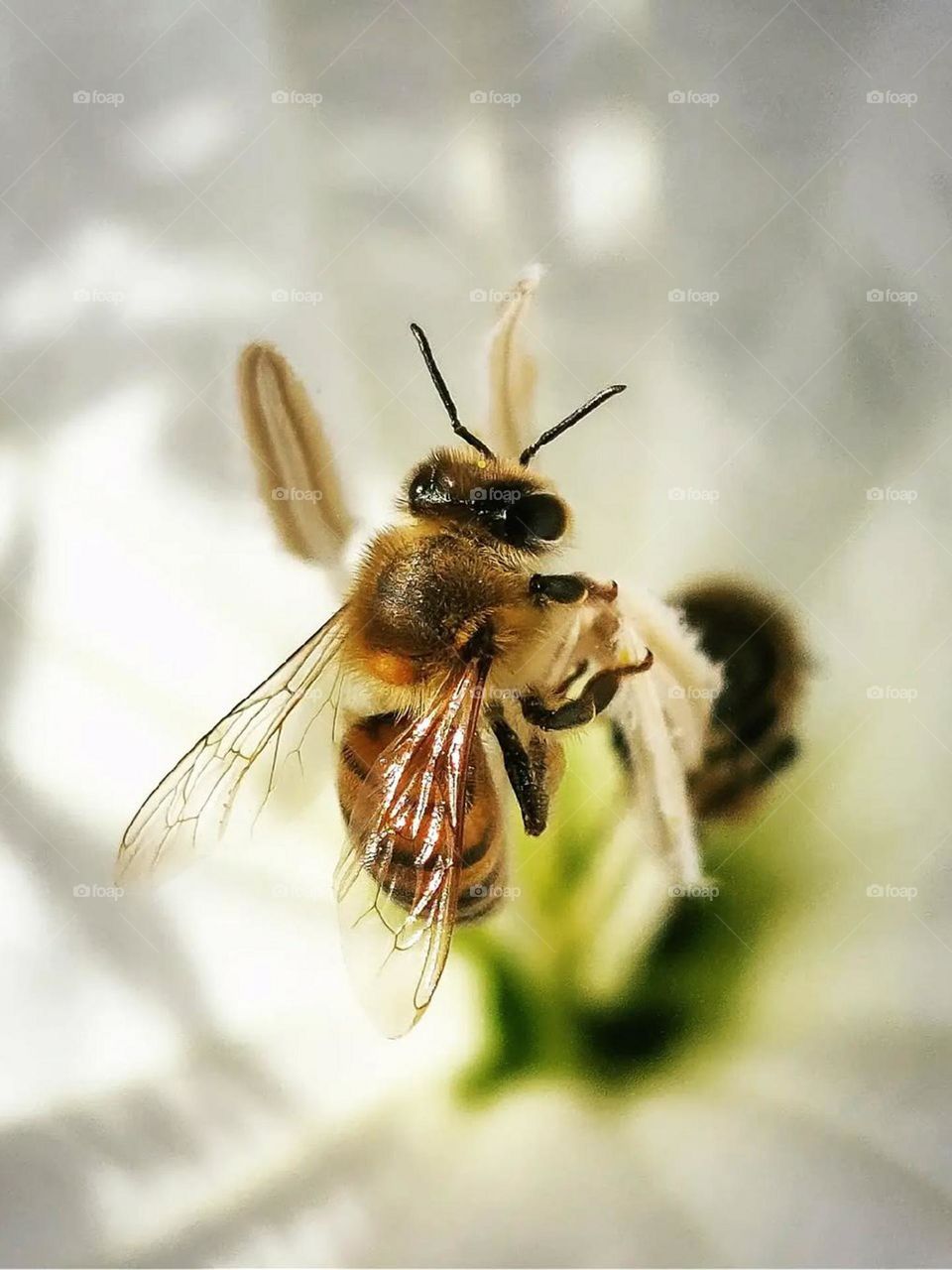 I have mixed feelings about bees. I was stung by them as a child, but they have always had an interesting life for me. Hardworking and successful. I love macro photography of bees, but it is always stressful..