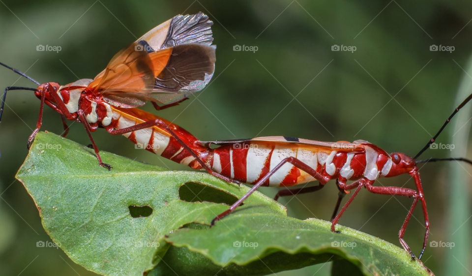 Red bugs mating