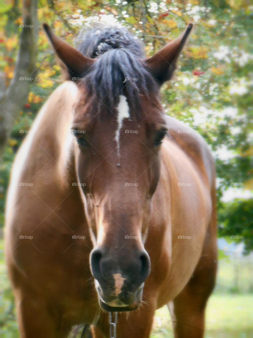 Cavalry, Nature, Farm, Mammal, Animal