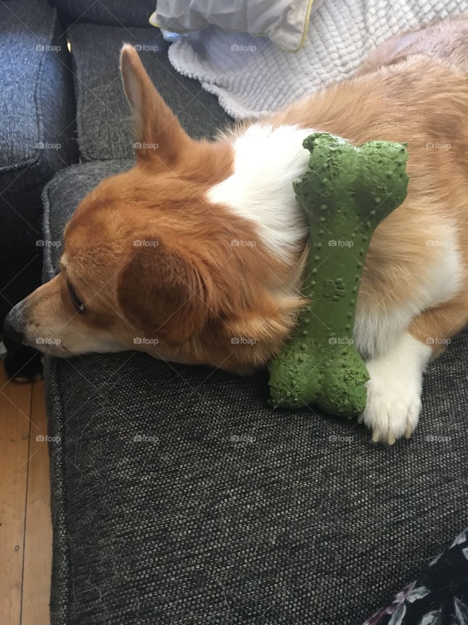 Corgi with toy cute