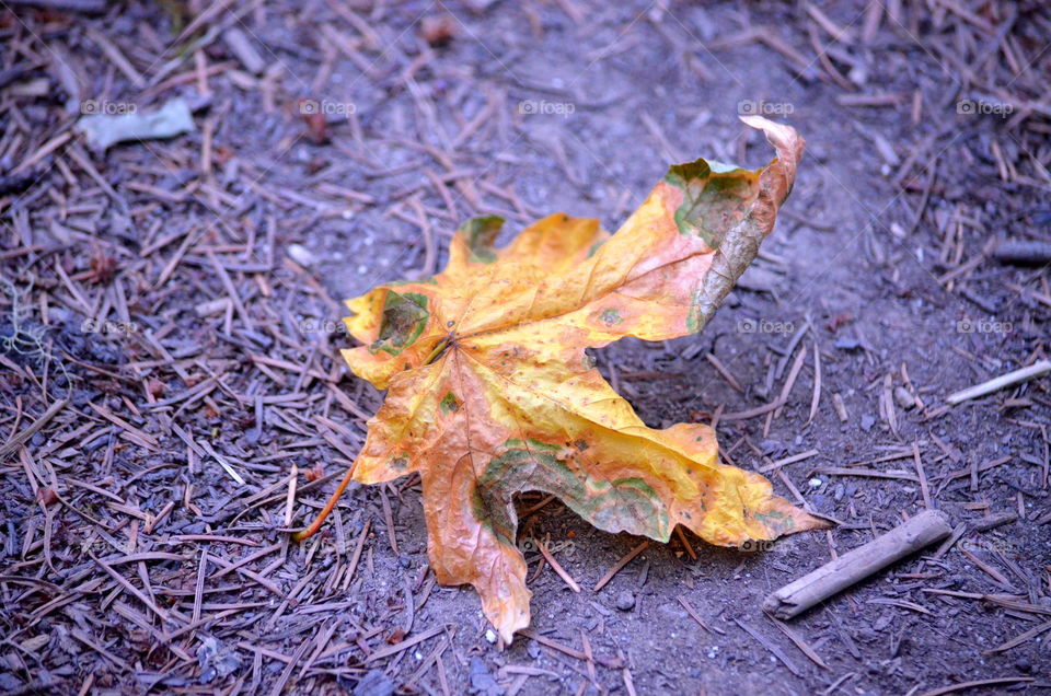 Reasons to FALL in L❤VE with Autumn!