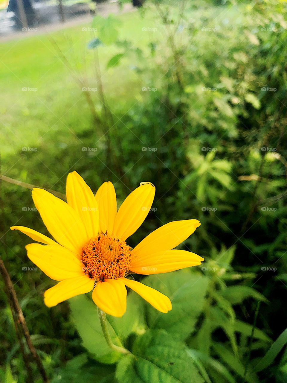 A wild daisy nests in the Thicket of some Prairie grass