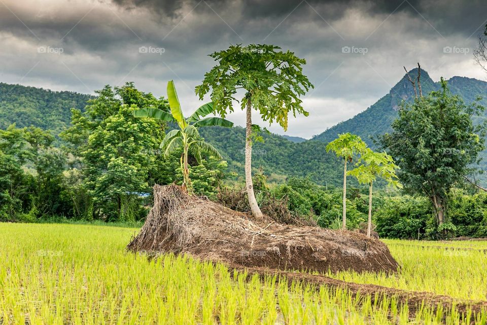 Palm Tree on an island in the middle of a paddy field in Thailand