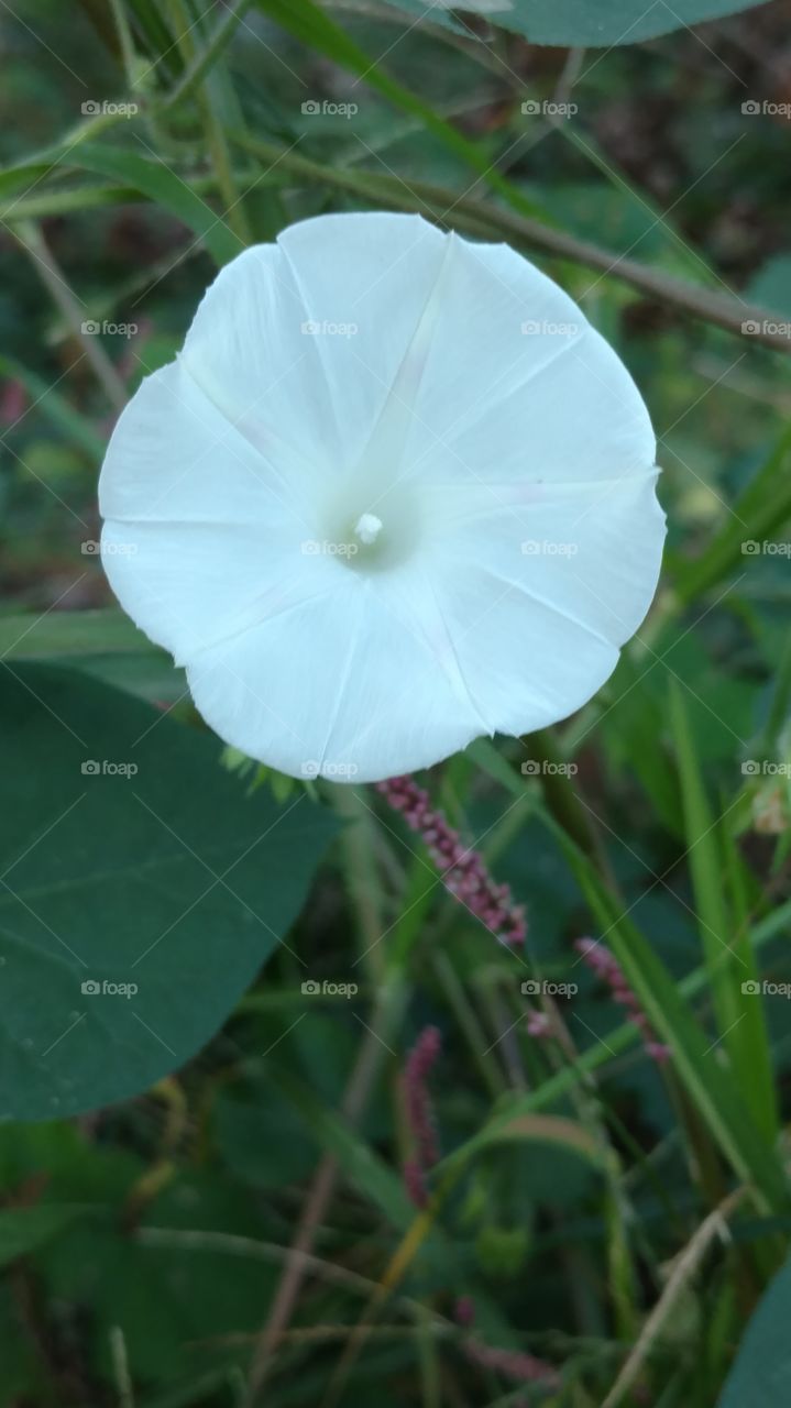 Nature, Flora, Closeup, Flower, Summer