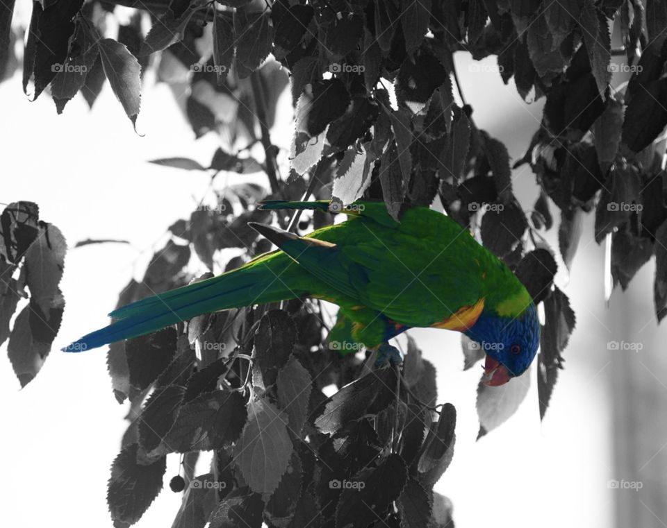 Australian parrot color pop