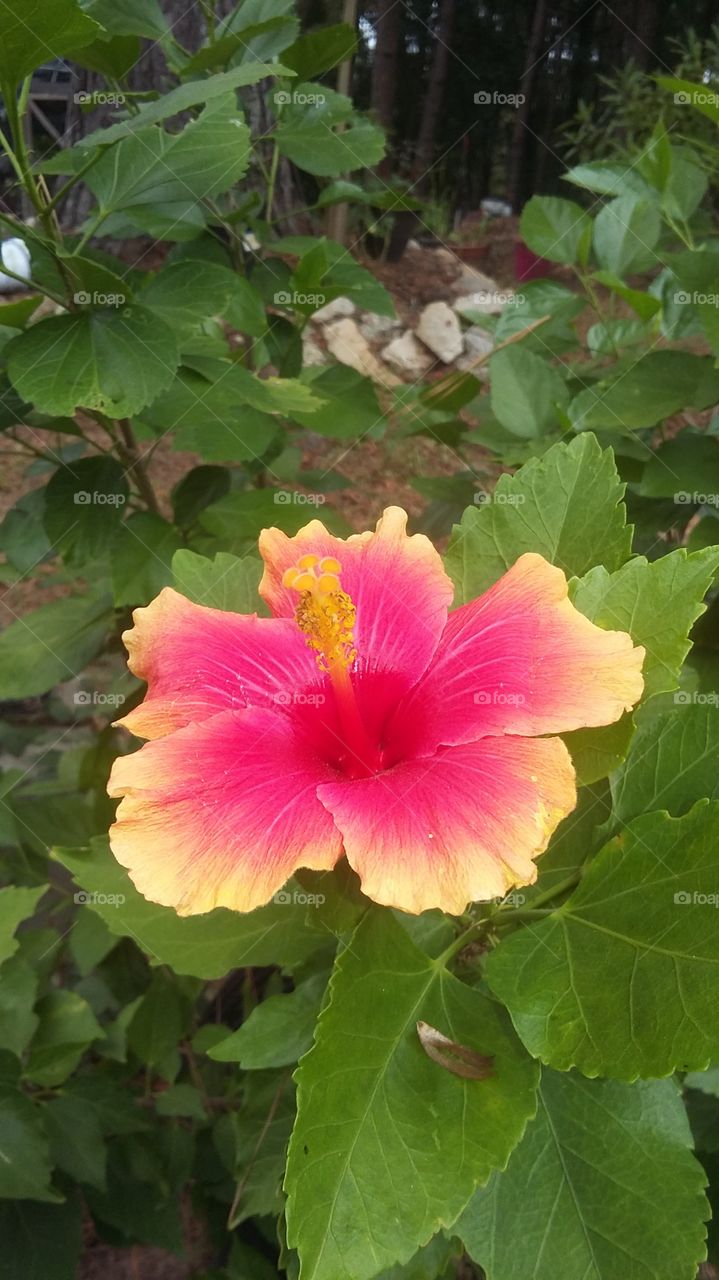 very beautiful hibiscus flower