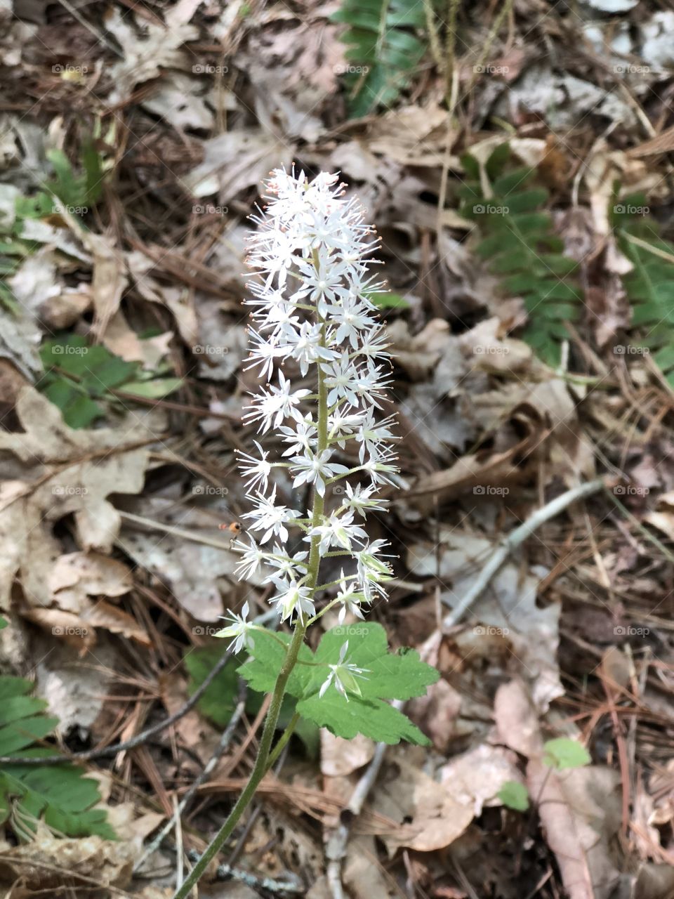 Beautiful flower on the Appalachian trail 