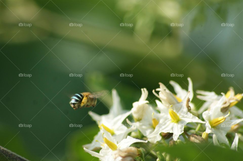bee