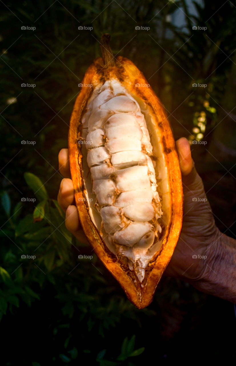 brazilian fruits: cocoa