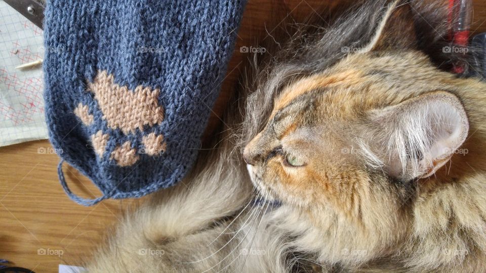 A cat sleeping near knitted sock with a kitten paw.