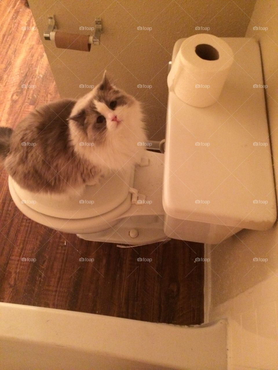 My curious cat. My cat watching me from the toliet. 