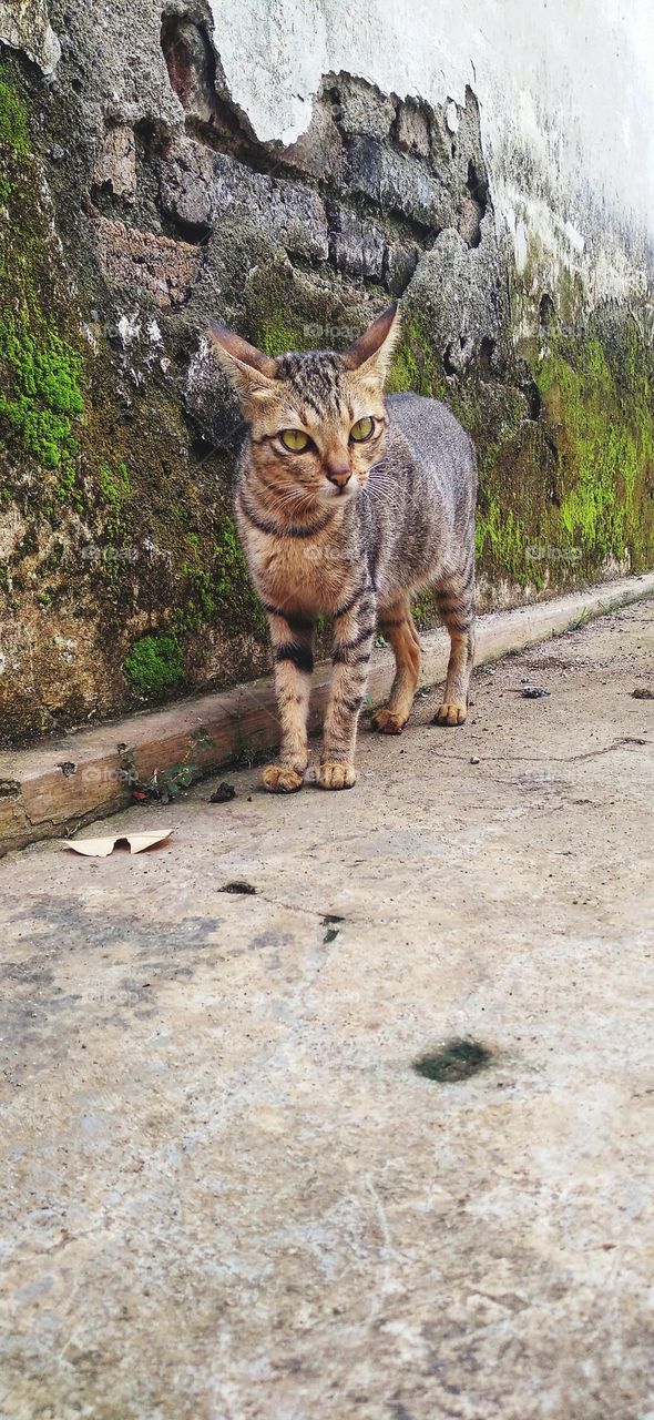 The look in the cat's eyes and the behavior is really cute
