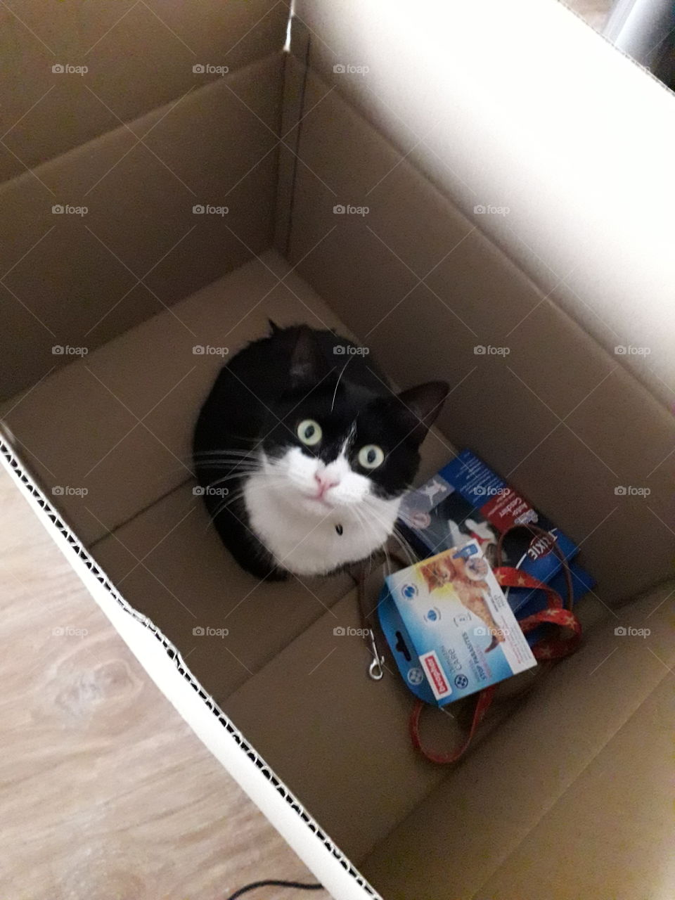 Cat in box