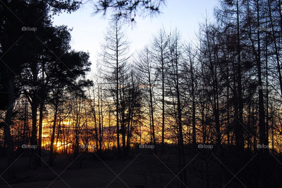 Winter landscape.  Sunset trough the leafless treetops.  Idyllic scenery