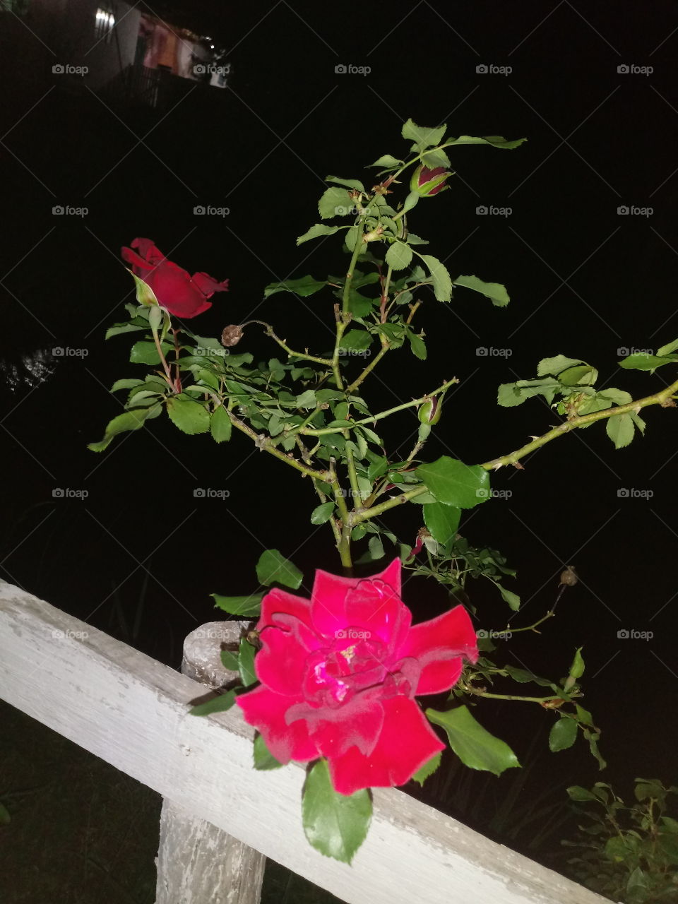 Flower, Rose, Garden, No Person, Flora