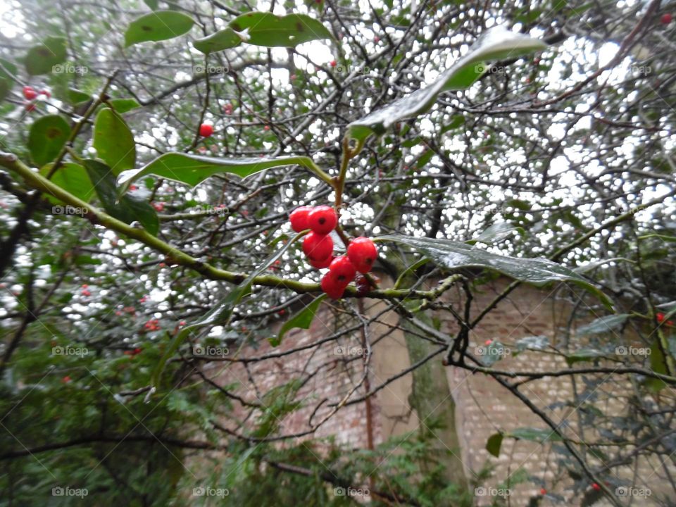 Parc de Mariemont , la Louvière