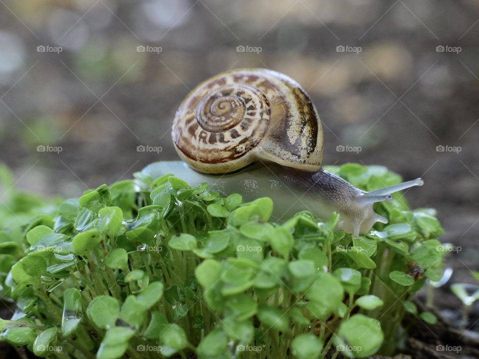 Snail 