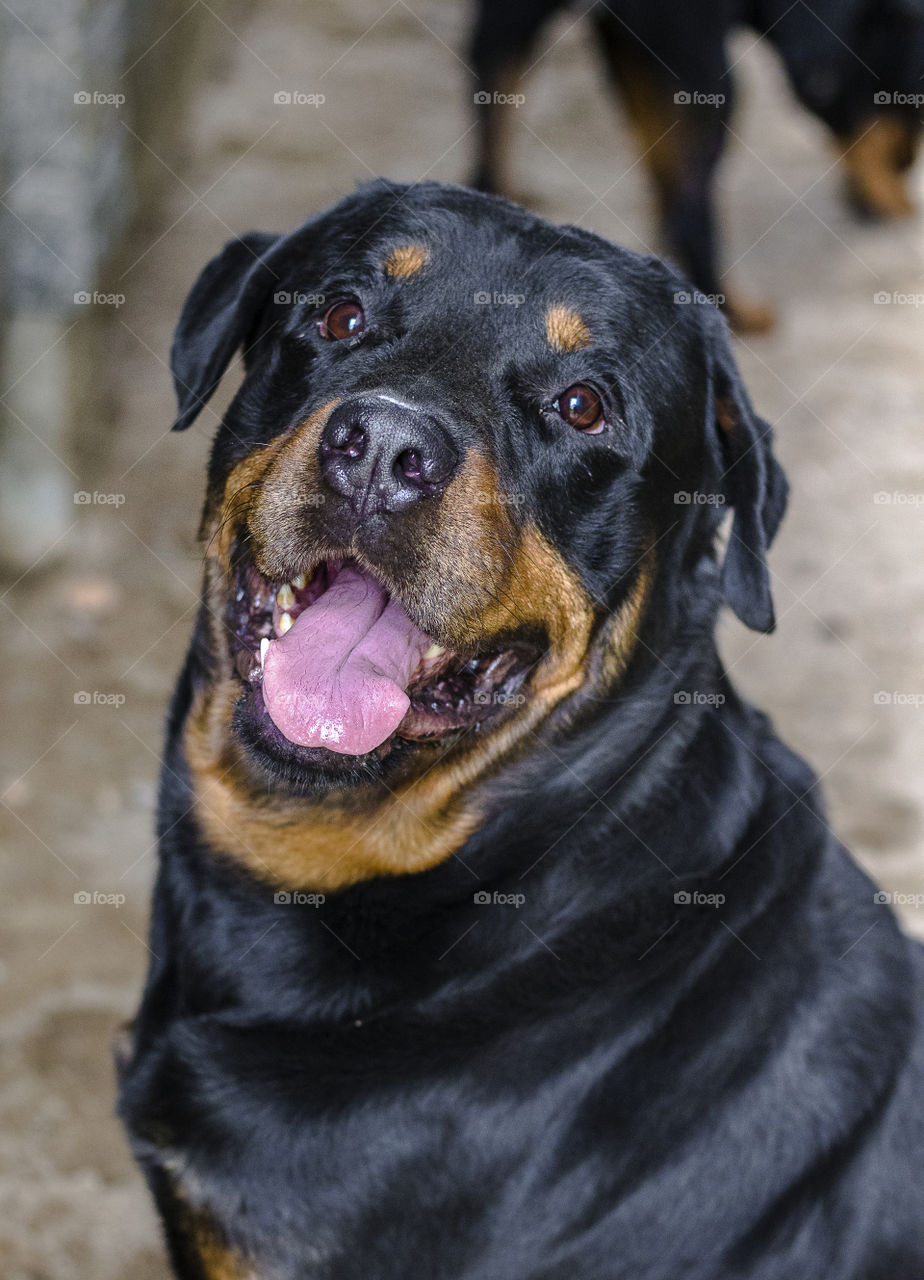 Close up a happy Rottweiler