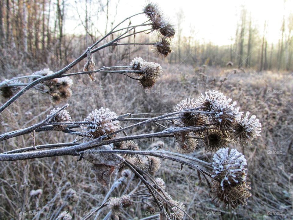 frost on plants. ice crystals on the leaves after a frosty night. late autumn and early winter. freezing.