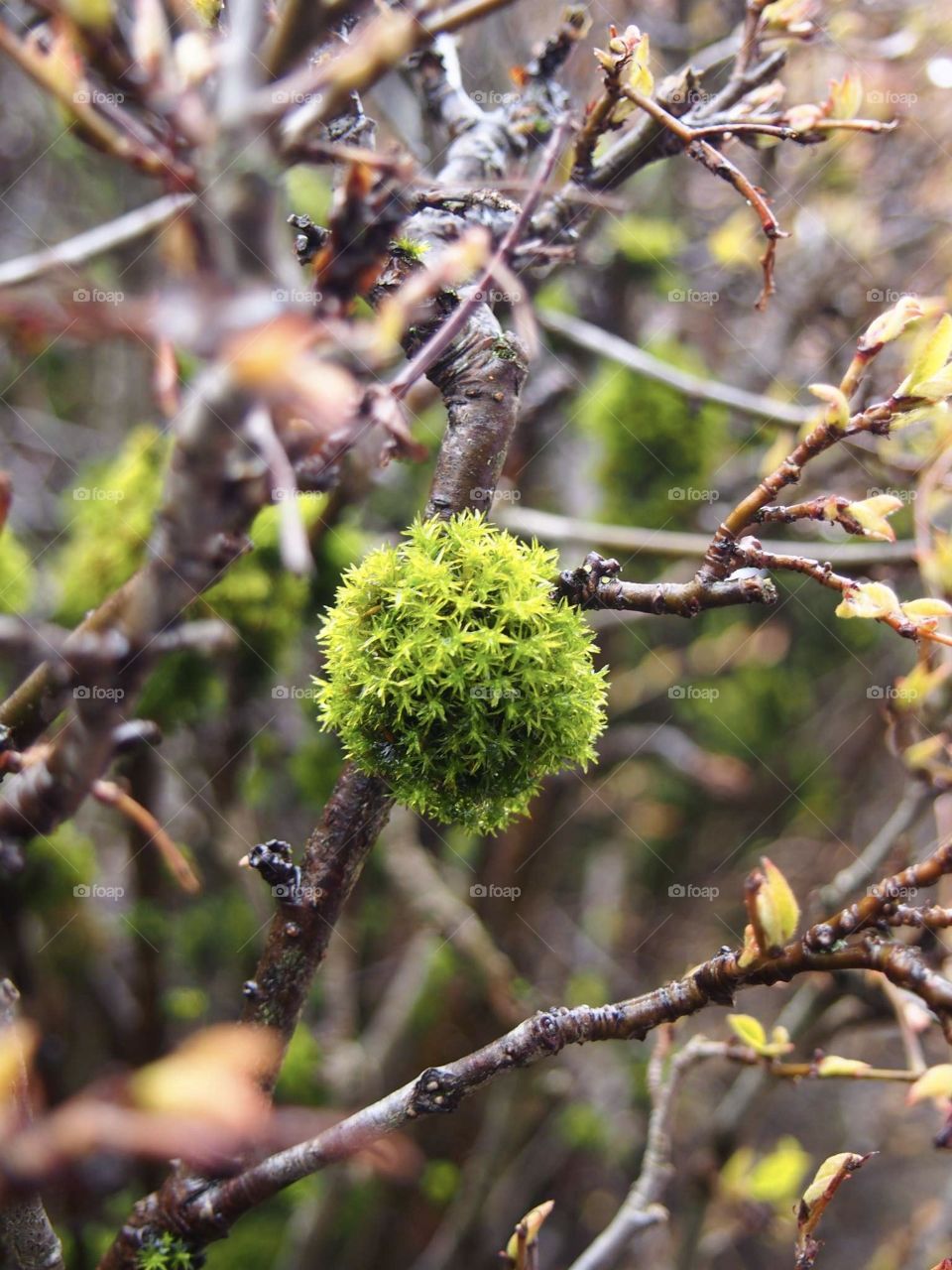 moss on a branch