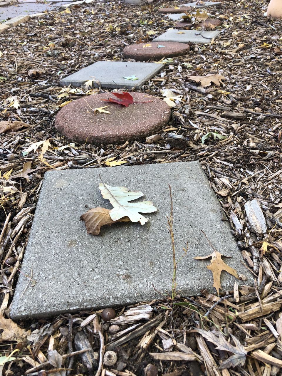 Pathway with fall leaves