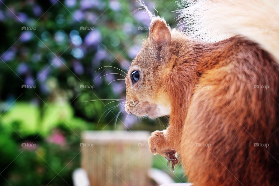 Squirrel