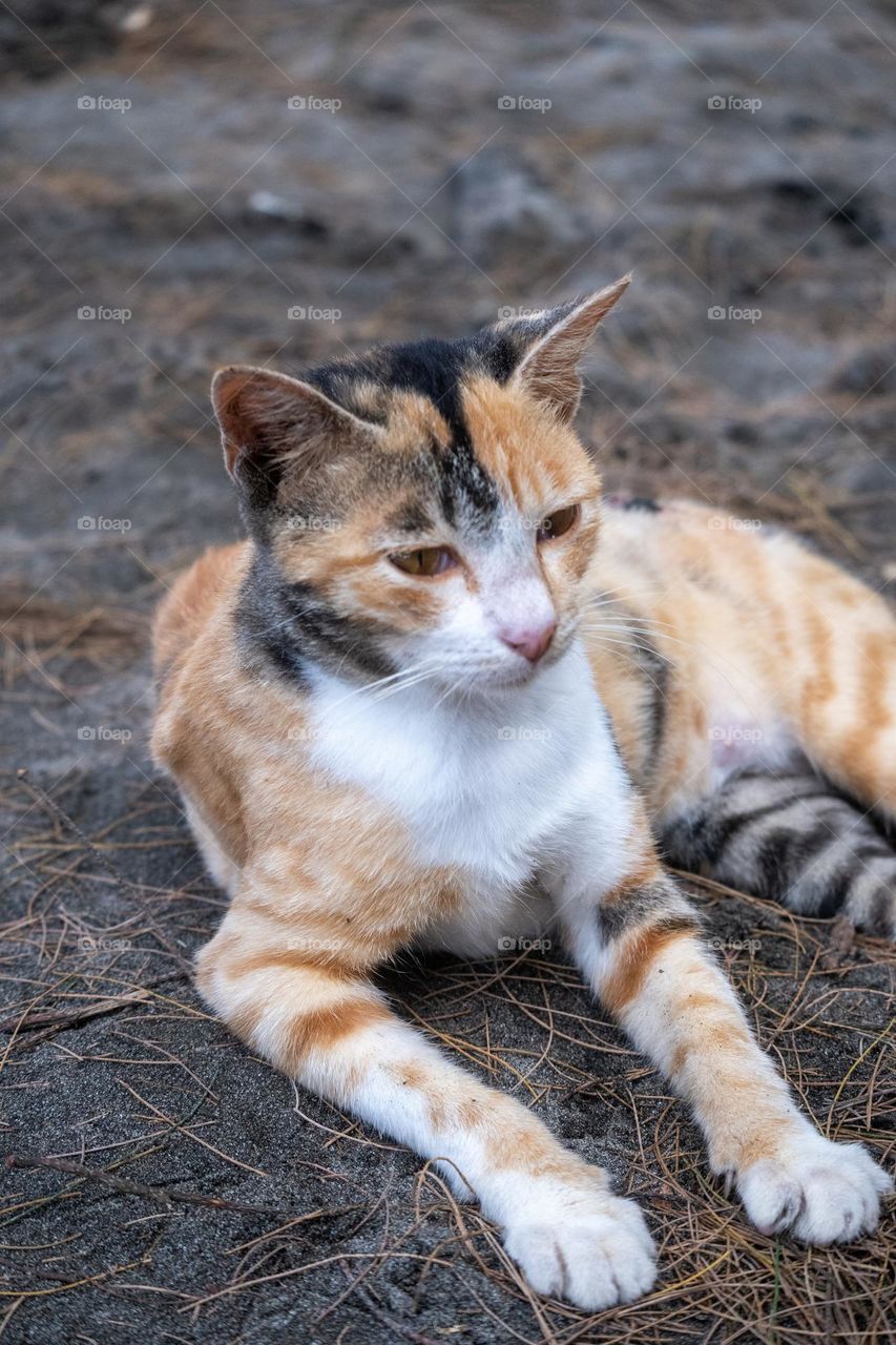 close up photo from a cat