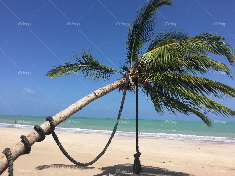Paradise, Sky and Coconut at Ipioca Beach in Maceió, Alagoas, Brazil