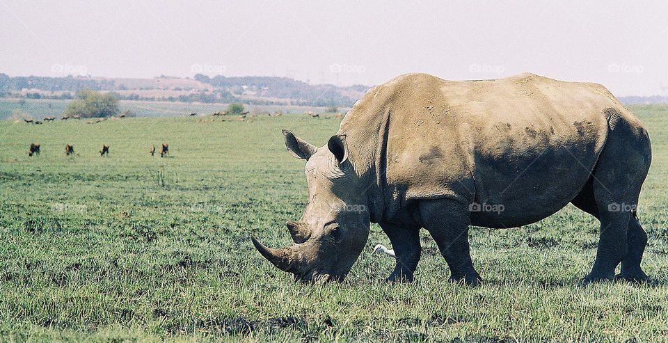 Protect. Rhinos