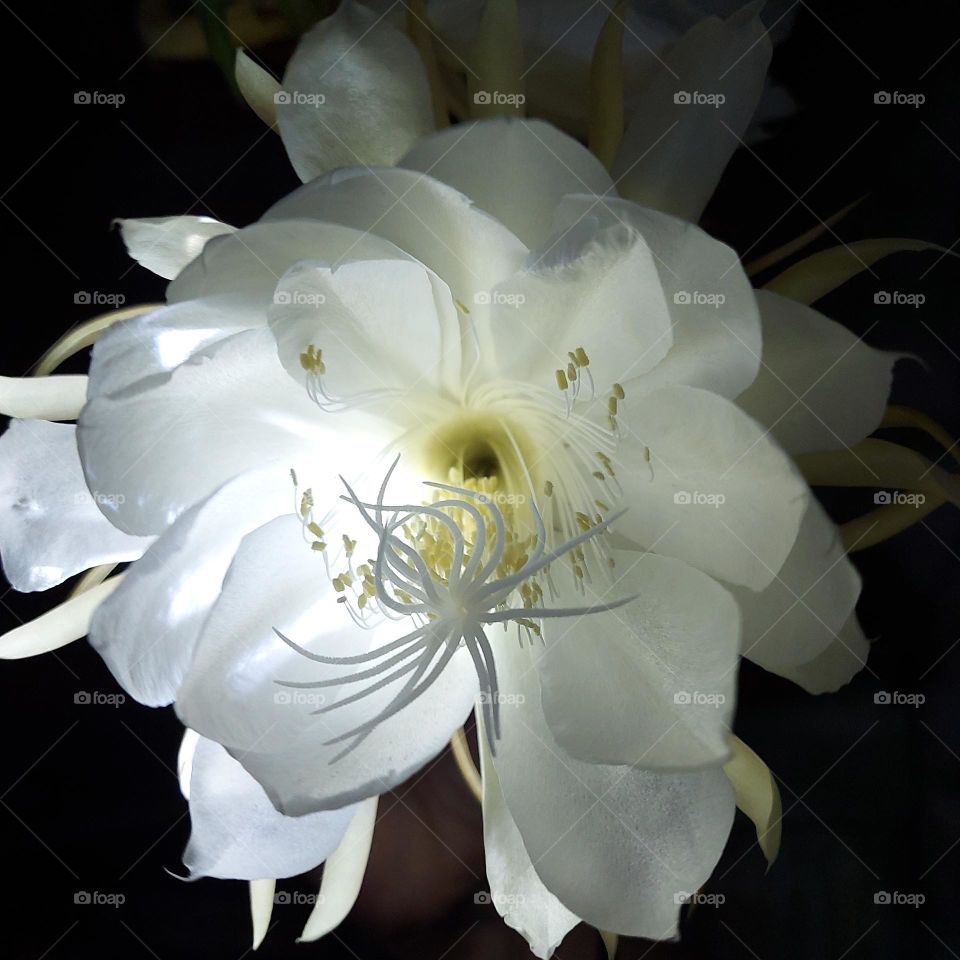 Dama da Noite (Hylocereus undatus)