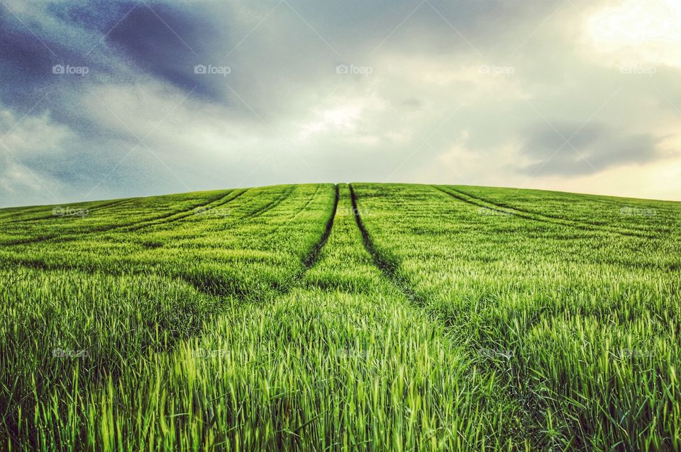 Scenic view of agriculture field