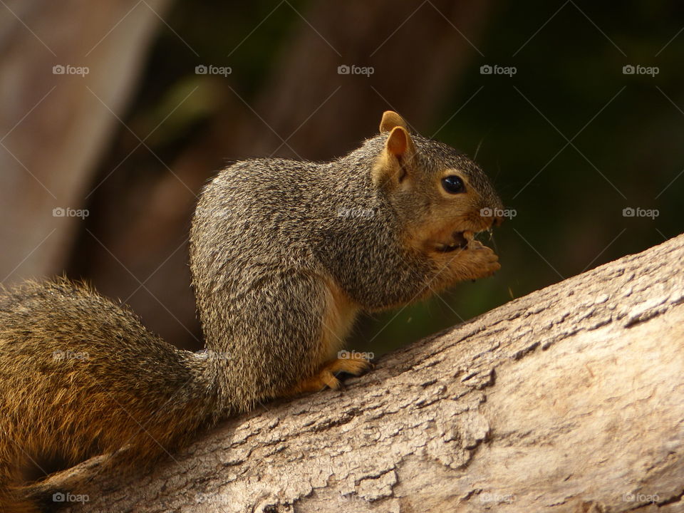 Squirrel on branch eating 