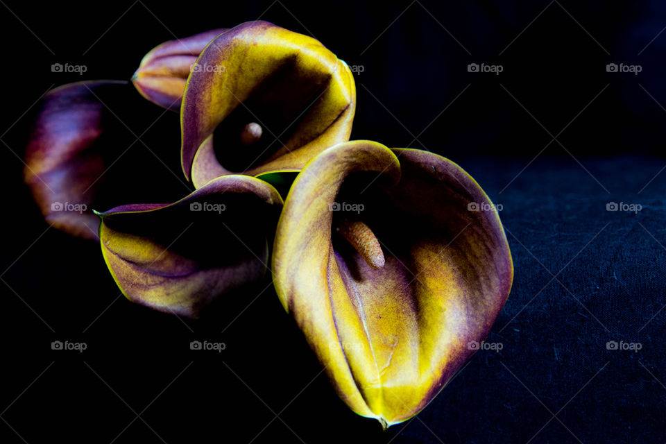 Purple and yellow calla lilies
