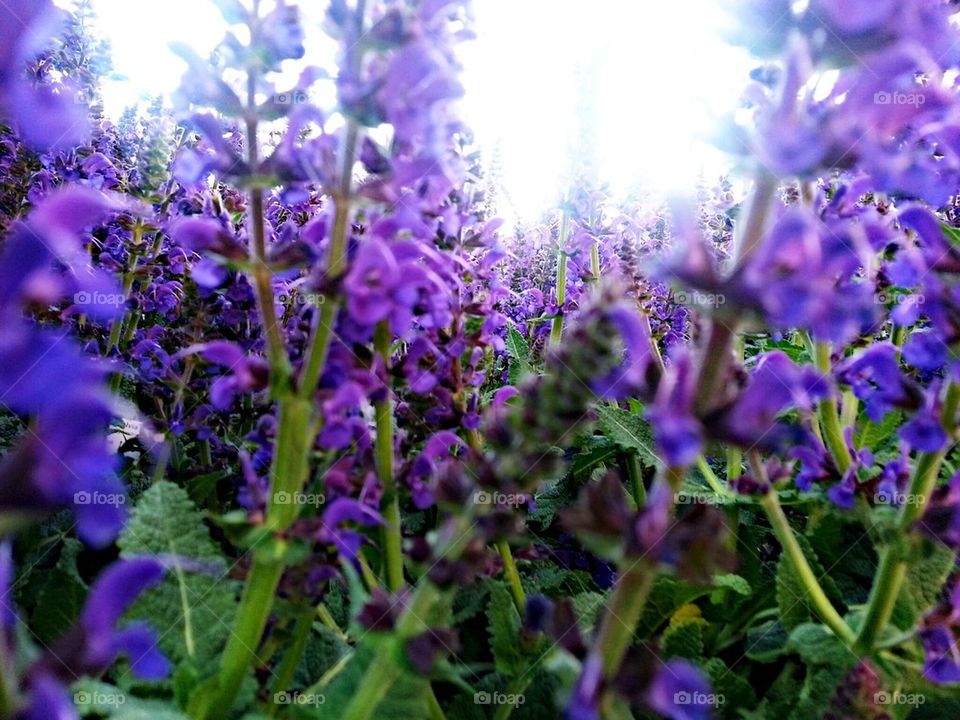 purple flowers