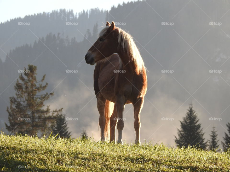 horse in mystical environment