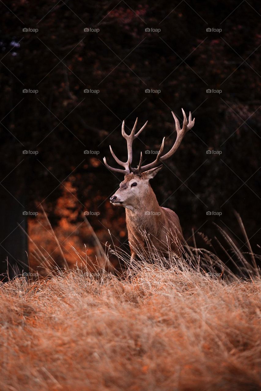 Beautiful brown colour deer