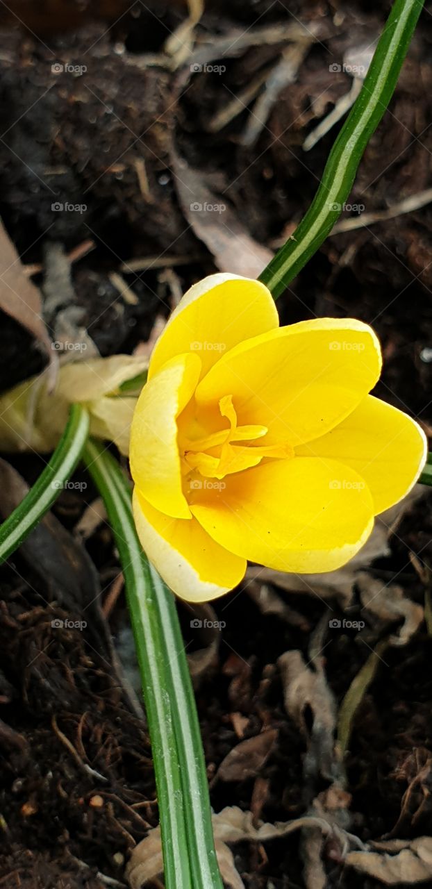 first flower in the spring