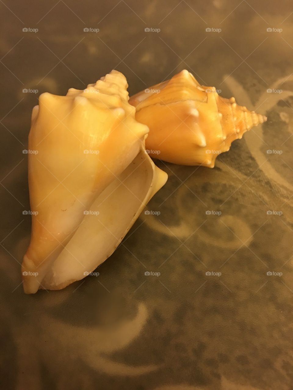 Two small conch shells still life 