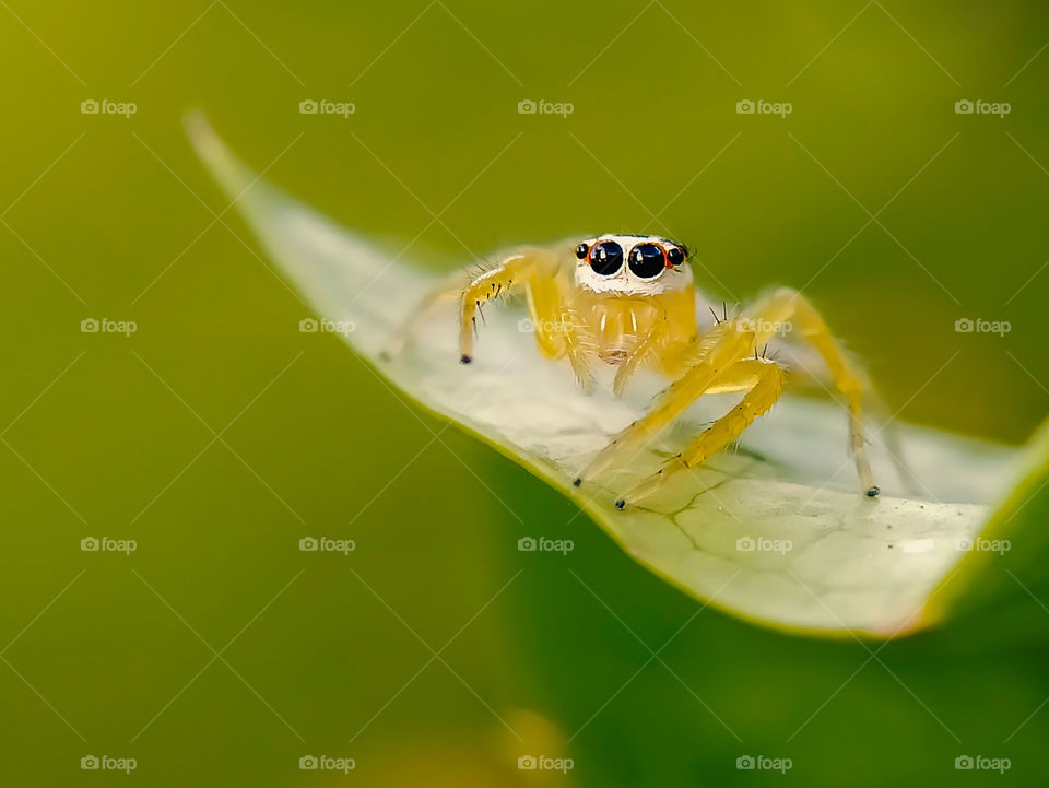 small jumping spider