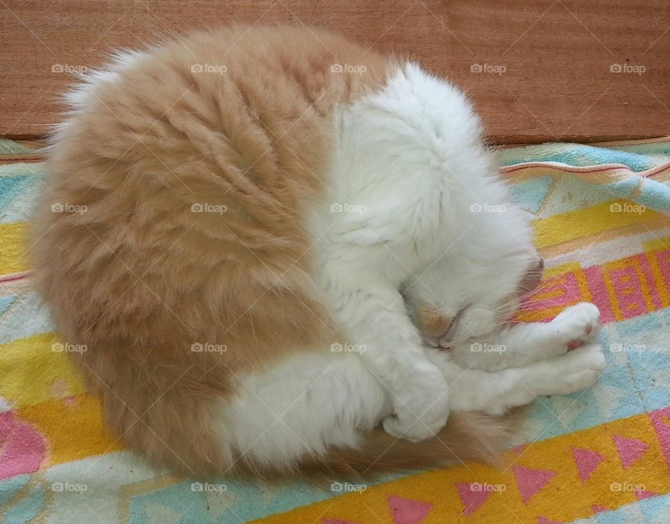 Fur, Cat, Downy, No Person, Mammal