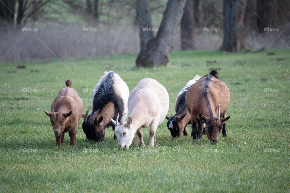 goats grazing at the grass meadow