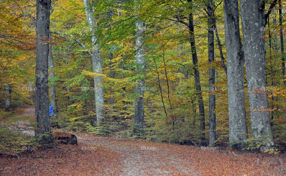 Gravelroad through swedish forest in fall