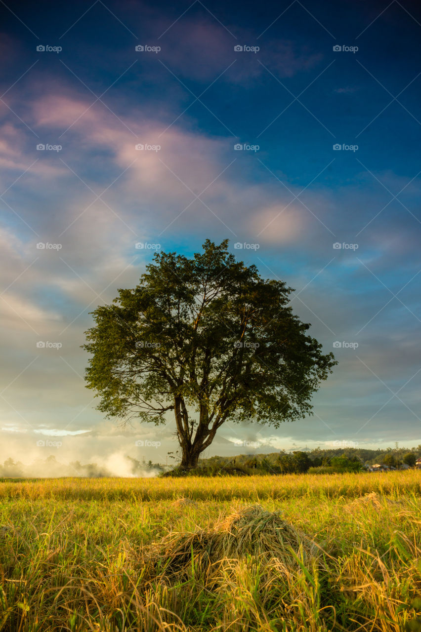 country side in summer